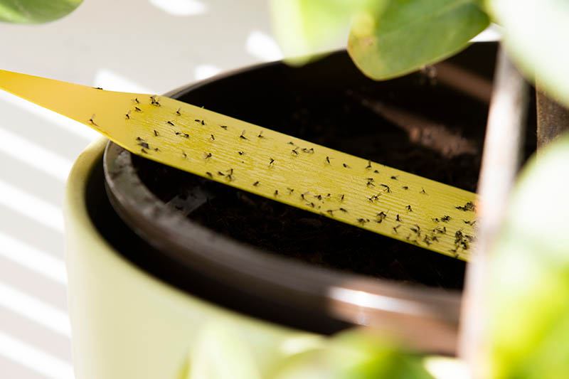 A close up horizontal image of a long, thin, yellow sticky trap with dozens of insects stuck to it.