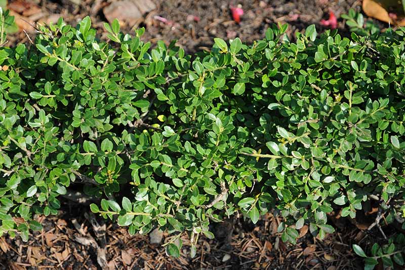 A close up horizontal image of the petite Ilex crenata 'Stokes' growing in the garden pictured in light sunshine.