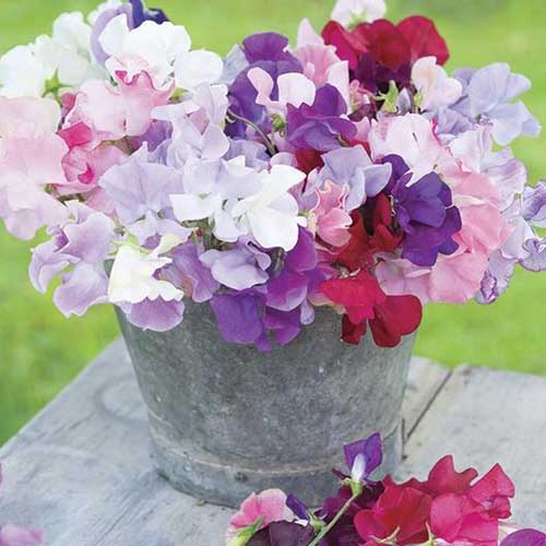 Pastel colored cut sweet pea flowers in a galvanized pail.