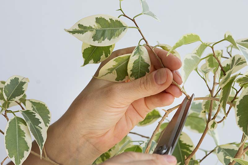 A close up horizontal image of a woman holding the stem of a Ficus benjamina plant and taking a cutting with scissors.