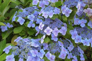 A close up horizontal image of blue lacecap hydrangea (H. macrophylla) growing in the garden.
