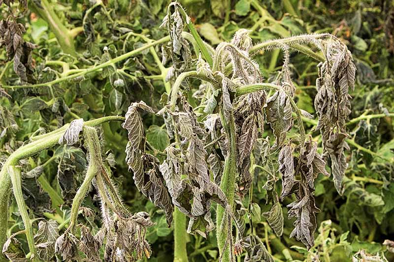 A close up horizontal image of a tomato plant damaged by frost with wilted leaves and stems.
