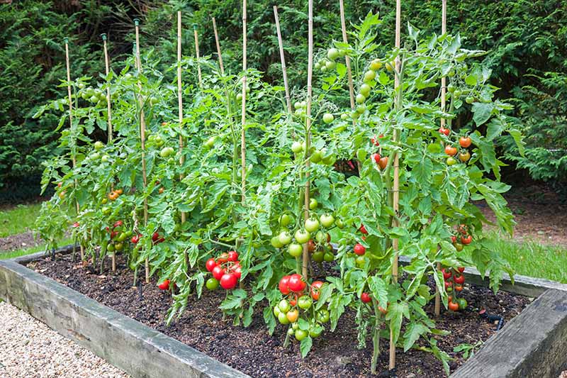 A close up horizontal image of a raised bed filled with healthy tomato plants supported by bamboo stakes.
