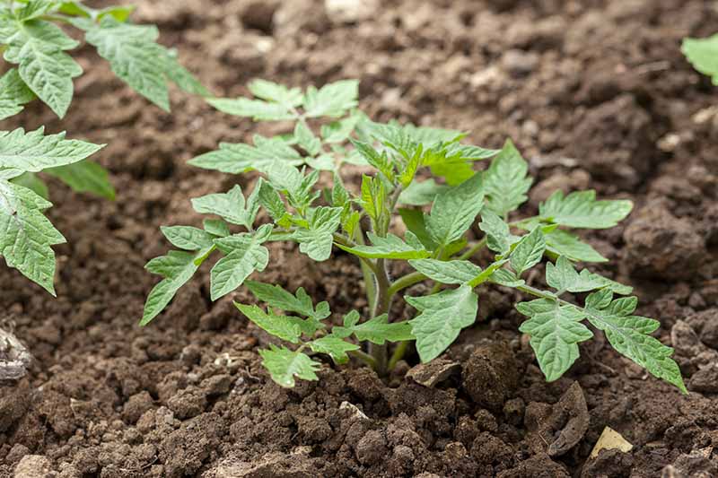 A close up horizontal image of young tomato seedlings growing in rows in the garden.
