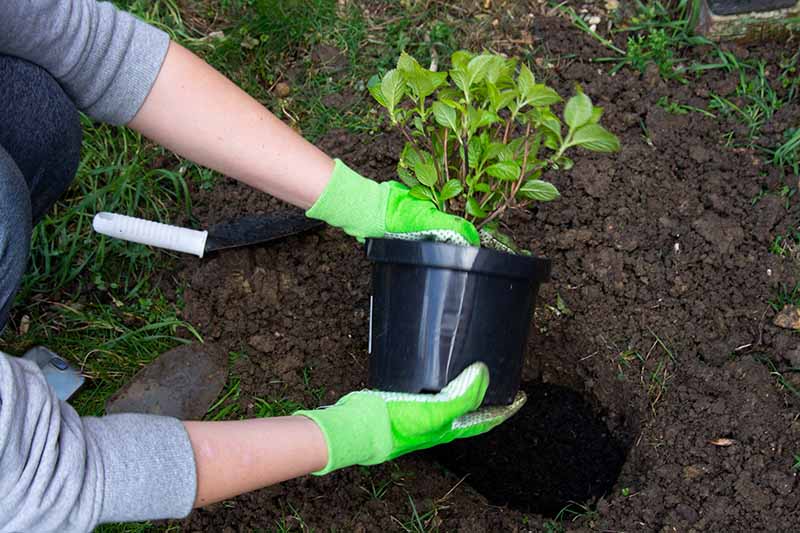 A close up horizontal image of a gardener transplanting a potted shrub into the garden.