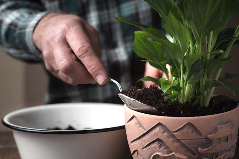 A close up horizontal image of an indoor gardener adding soil to the pot of a recently transplanted Spathiphyllum houseplant.