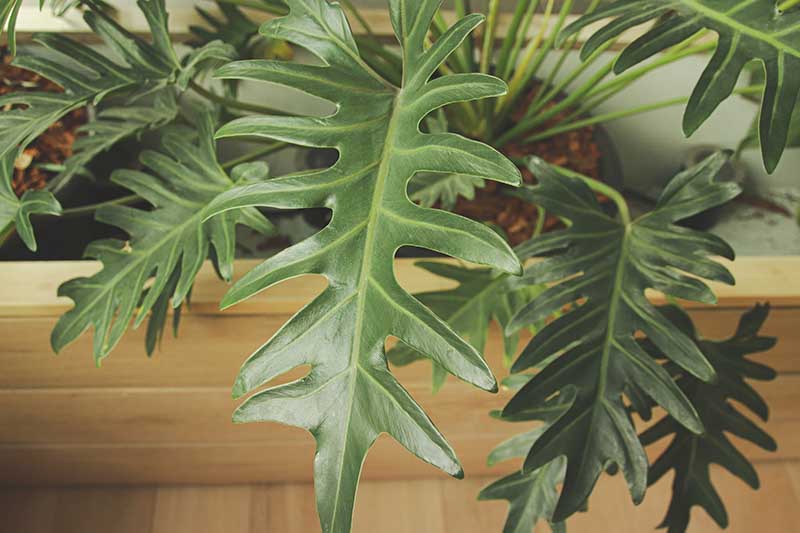 A close up horizontal image of the foliage of a tree philodendron growing indoors.