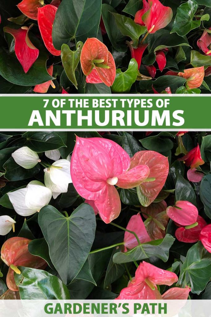 7 Types of Anthuriums to Grow as Houseplants | Gardener’s Path
