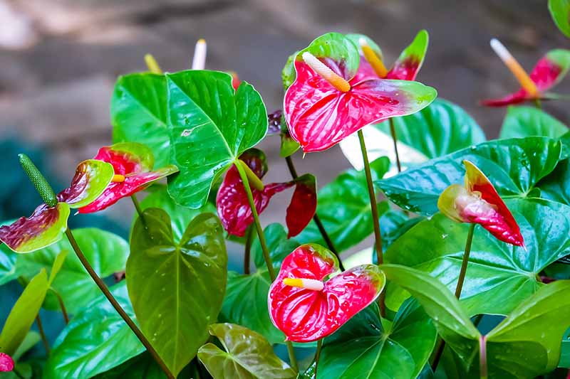 A close up horizontal image of anthurium plants growing in pots pictured on a soft focus background.