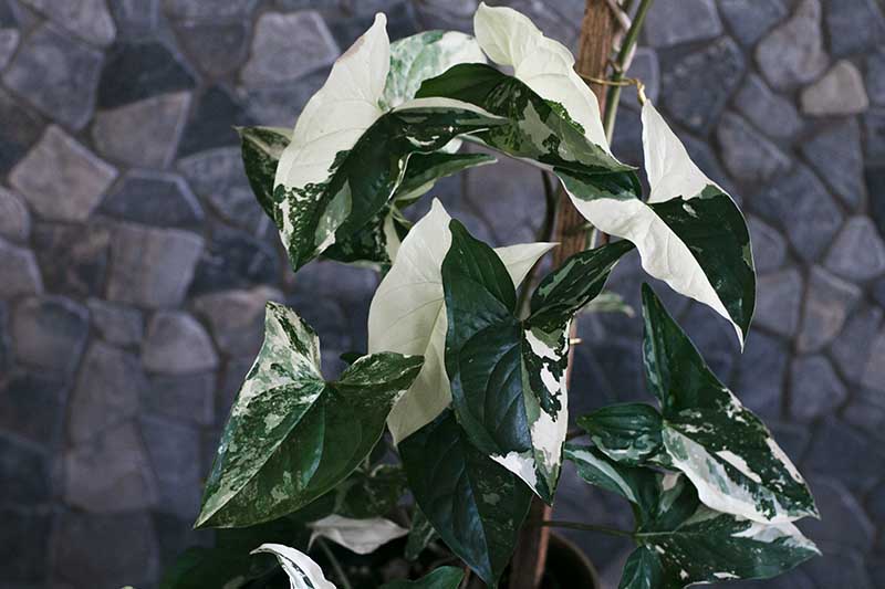 A close up horizontal image of a variegated Syngonium podophyllum (arrowhead plant) growing up a support pole with a stone wall in the background.