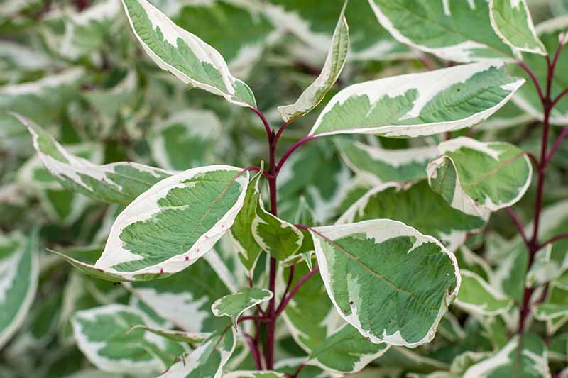 A close up horizontal image of the variegated foliage of a weeping fig (Ficus benjamina) houseplant.
