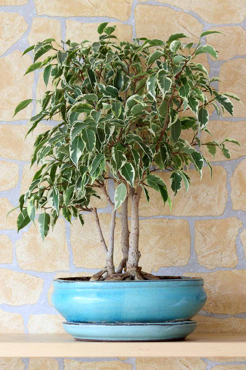 A close up vertical image of a variegated weeping fig (Ficus benjamina) growing in a small blue pot with a stone wall in the background.