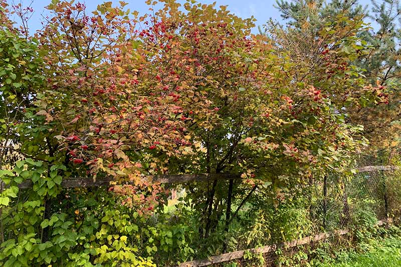 A horizontal image of a viburnum shrub growing in the autumn garden with other perennials and trees in soft focus in the background.