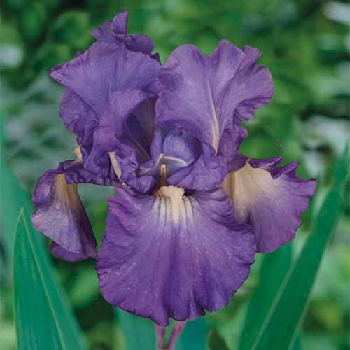 Iris Roots 2 Bulbs Bearded Bonsai Resistant  Glamorous Impressive Landscape Top 