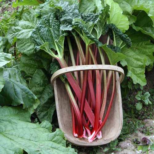 A close up square image of 'Victoria' rhubarb, freshly harvested and placed in a wooden trug.