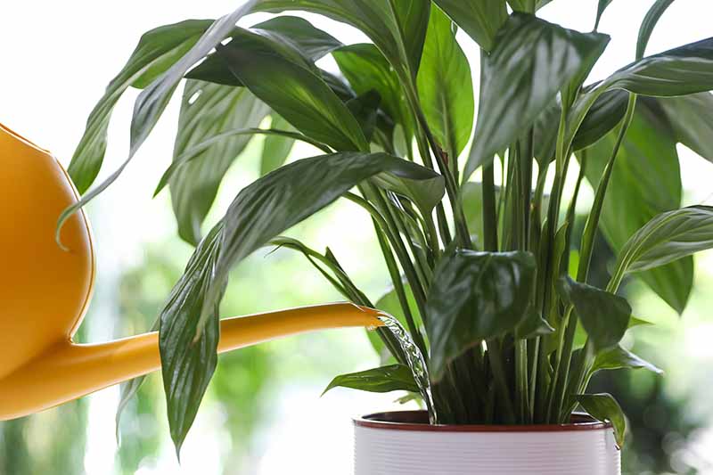 A close up horizontal image of a yellow watering can from the left of the frame irrigating a Spathiphyllum growing in a small white pot.