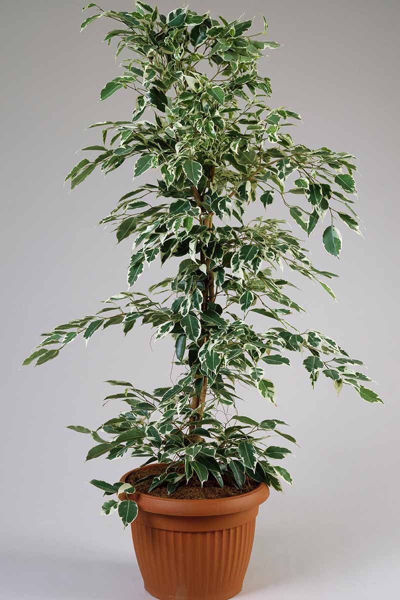 A close up vertical image of Ficus benjamina 'De Gantel' growing in a pot indoors pictured on a gray background.