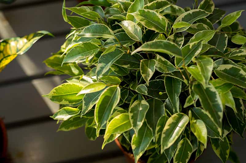 A close up horizontal image of a weeping fig houseplant (Ficus benjamina) with variegated foliage pictured in light sunshine.