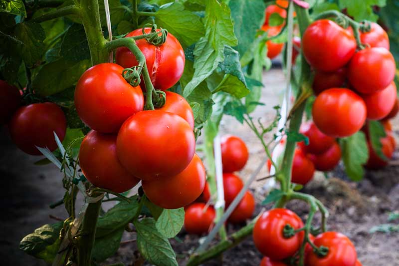 A close up horizontal image of ripe tomatoes hanging on the vine ready to harvest.