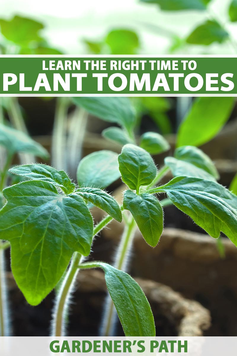 A close up vertical image of small tomato seedlings growing in biodegradable pots. To the top and bottom of the frame is green and white printed text.