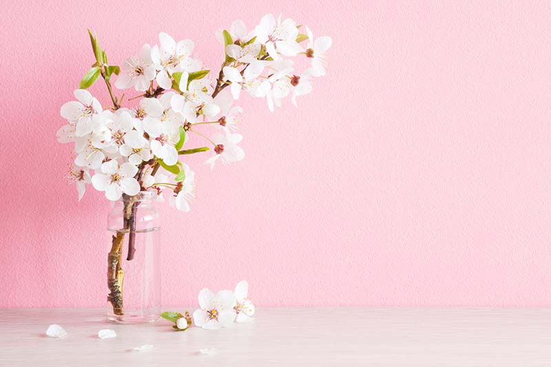 A close up horizontal image of cherry blossoms in a vase pictured on a pink background.