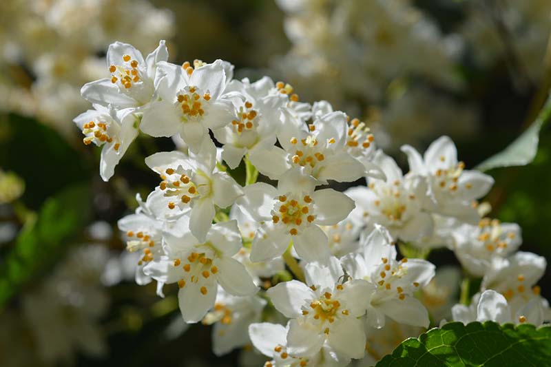 A close up horizontal image of white Deutzia flowers pictured in light sunshine on a soft focus background.