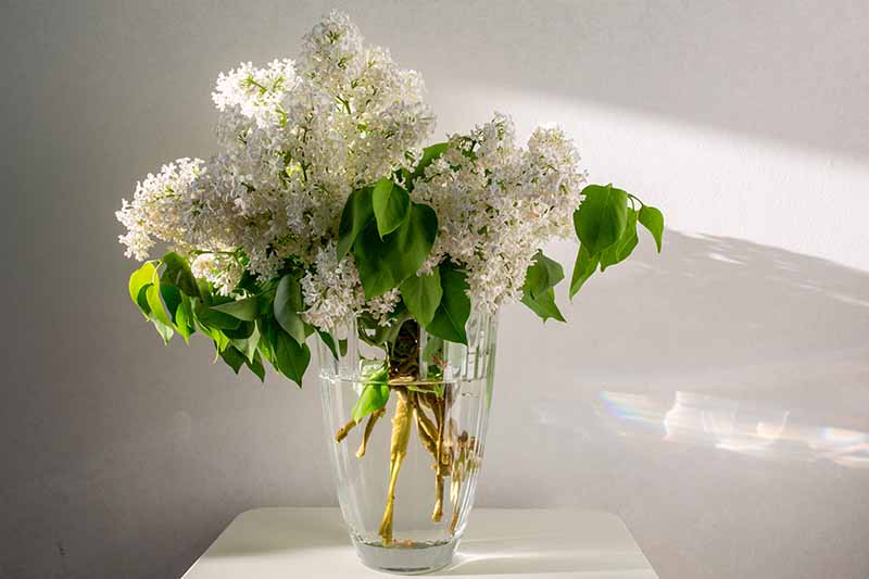 A close up horizontal image of lilac flowers in a glass vase.