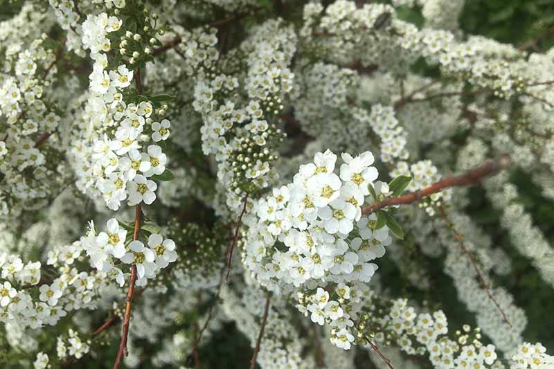 A close up horizontal image of white flowering spirea growing in the garden.