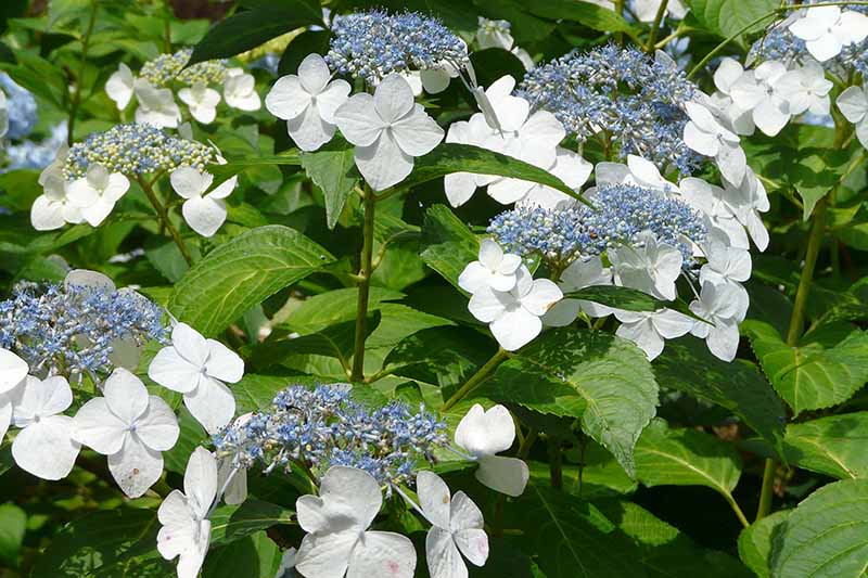 A close up horizontal image of white and blue lacecap hydrangeas growing in the garden pictured in light sunshine.