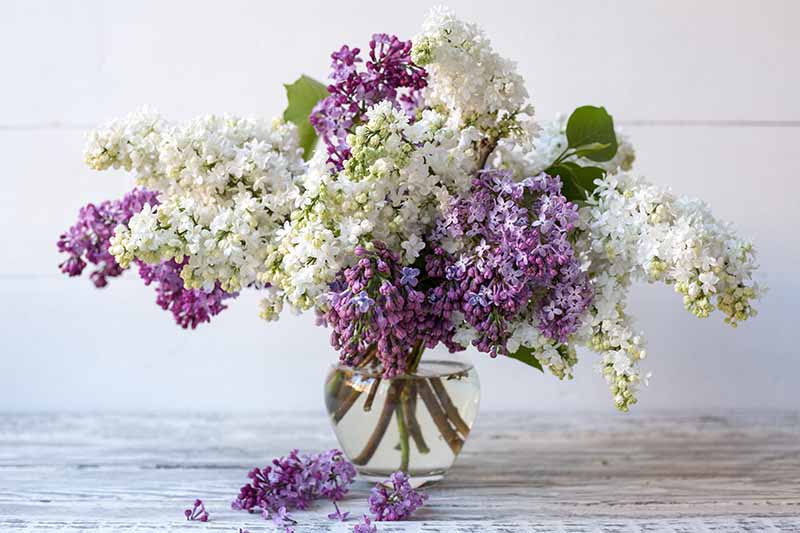 A close up horizontal image of purple and white lilacs in a vase set on a wooden surface.