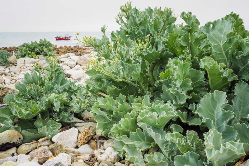 Wild cabbage plants growing on a rocky European beach.