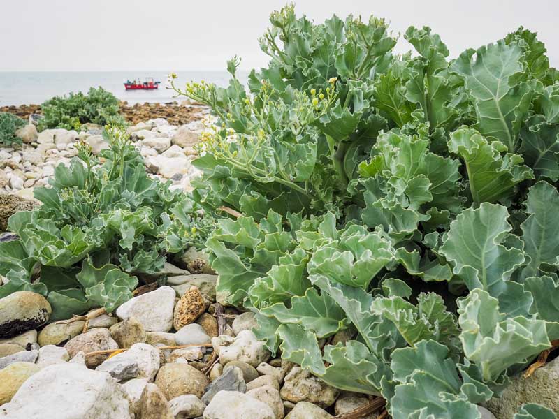 Wild cabbage plants growing on a rocky European beach.
