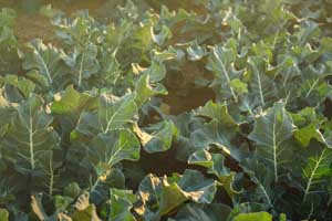 Wild cabbage (Brassica oleracea) at sunset.