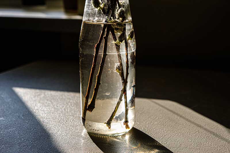 A close up horizontal image of branches in a vase of water pictured in light sunshine.