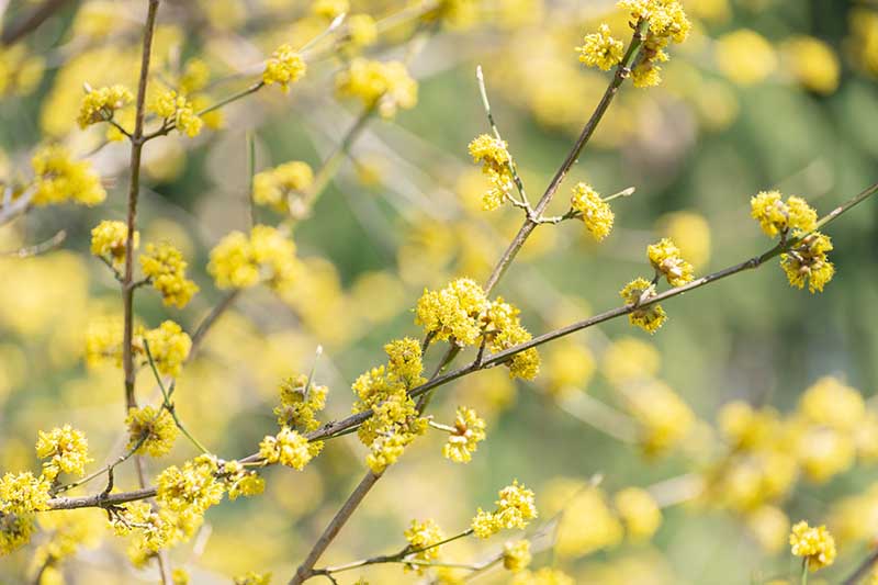 A close up horizontal image of yellow spicebush flowers growing in the garden pictured on a soft focus background.