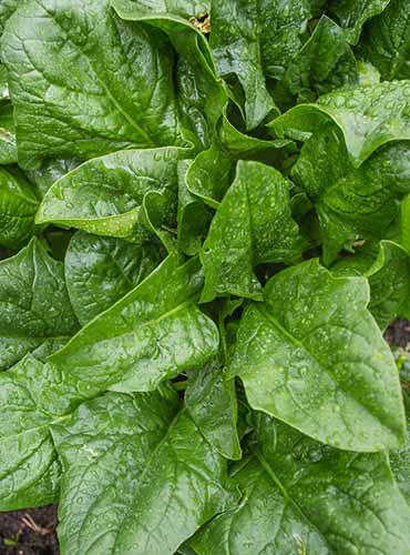 A close up vertical image of the pointed leaves of 'A La Carte' spinach growing in the garden covered in droplets of water.