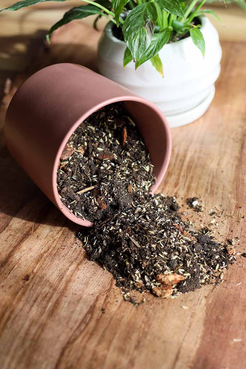 A close up vertical image of a small pot tipped on its side with freshly mixed potting medium spilling out on to a wooden surface.