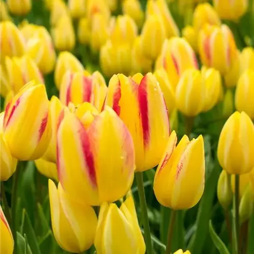A close up square image of yellow and red 'Antoinette' tulips growing in the garden.