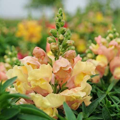A close up square image of the light yellow and apricot blooms of Antirrhinum 'Appleblossom' growing in the garden.