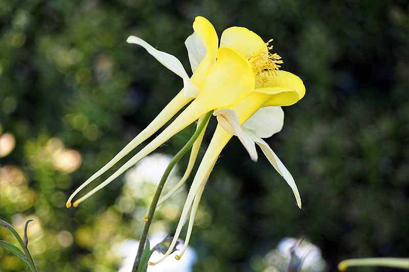 A close up horizontal image of a bright yellow columbine flower in the spring garden pictured on a soft focus background.