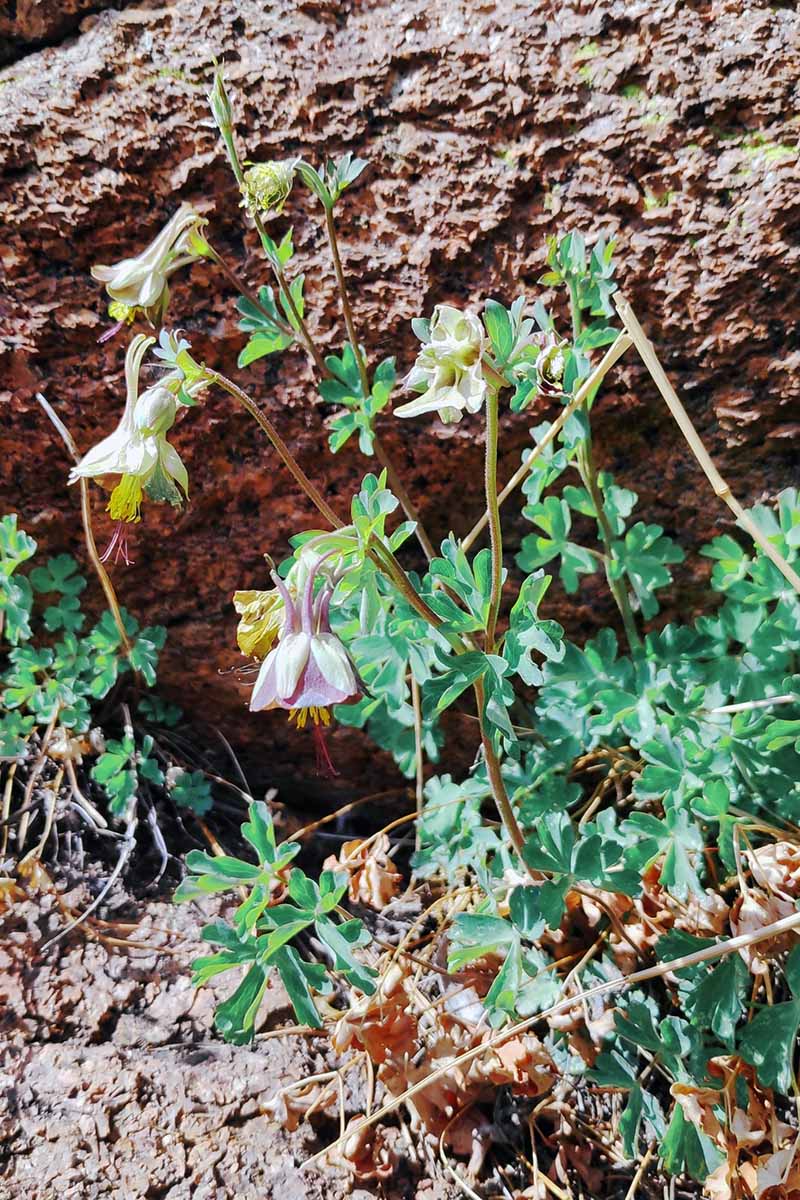 A close up vertical image of green columbine growing wild in a rocky location.