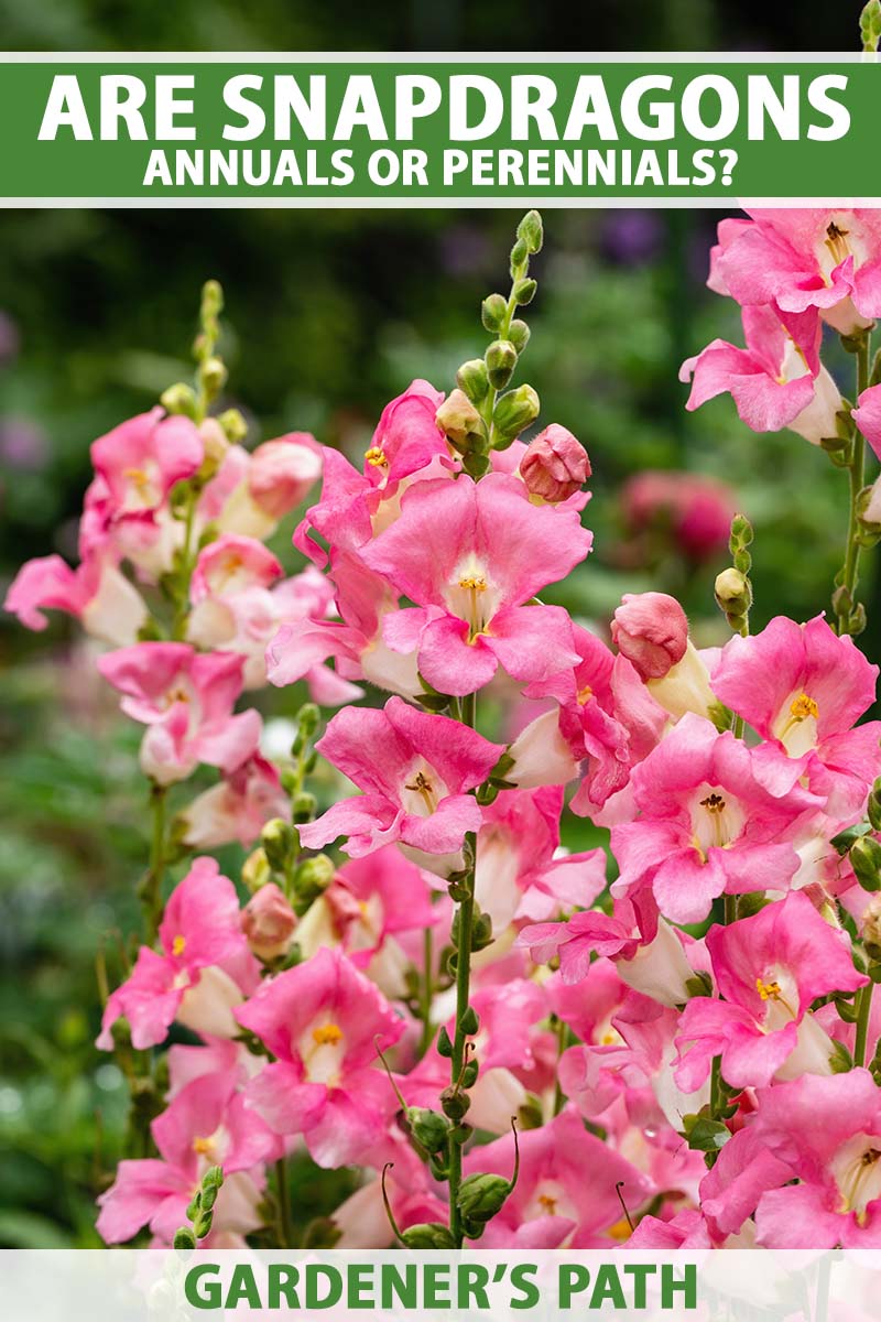 A close up vertical image of pink snapdragon (Antirrhinum majus) flowers growing in the garden pictured on a green background. To the top and bottom of the frame is green and white printed text.