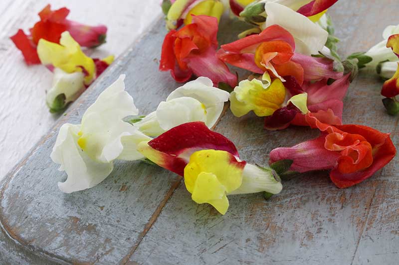 A close up horizontal image of snapdragon flowers scattered on a wooden surface.