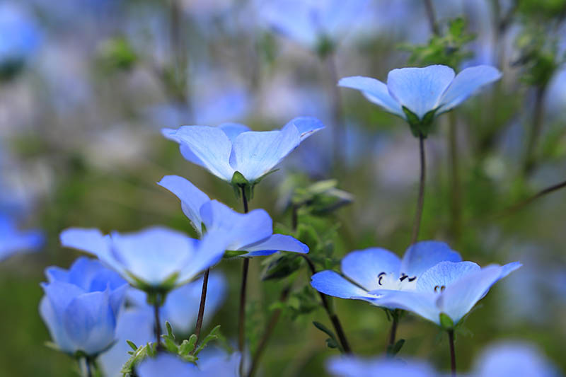A close up horizontal image of Nemophila menziesii flowers growing wild pictured on a soft focus background.