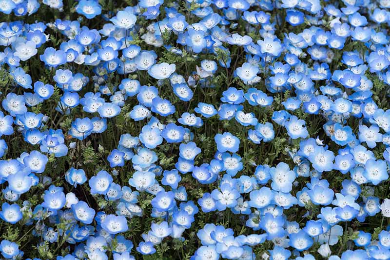 A horizontal image of a wildflower meadow of baby blue eyes (Nemophila menziesii) flowers featuring blue petals with white centers.