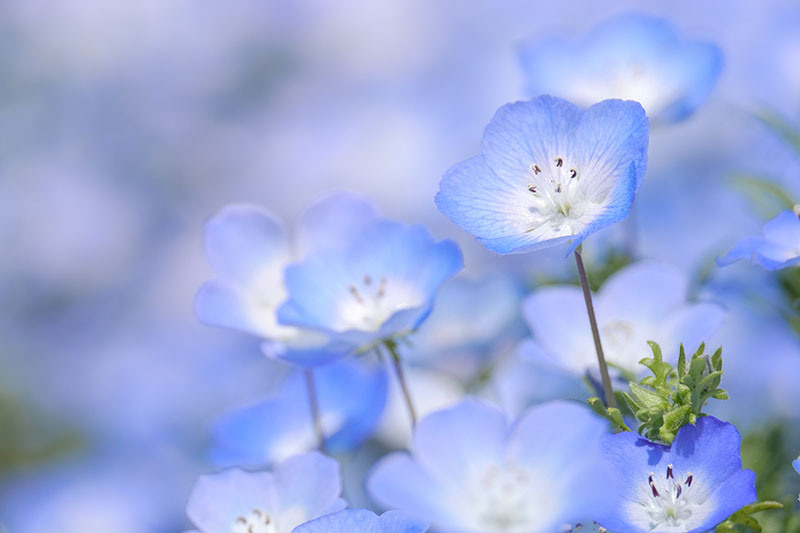 A close up horizontal image of baby blue eyes flowers pictured on a soft focus background.