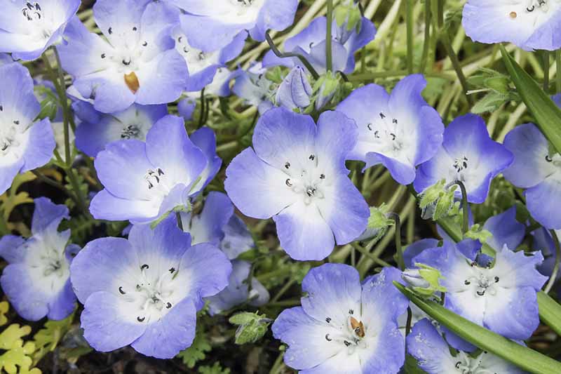 A close up horizontal image of light blue Nemophila menziesii wildflowers growing in the garden.