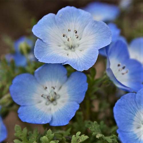 A close up square image of native baby blue eyes (Nemophila menziesii) growing in the garden pictured on a soft focus background.