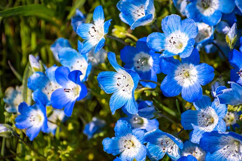 A close up horizontal image of blue and white Nemophila menziesii flowers pictured in bright sunshine fading to soft focus in the background.