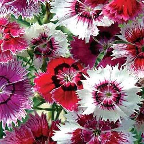 A close up square image of different colored 'Baby Doll' Dianthus chinensis flowers growing in the garden.